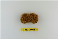 藏品(蝙蝠毛刺蟹)的圖片